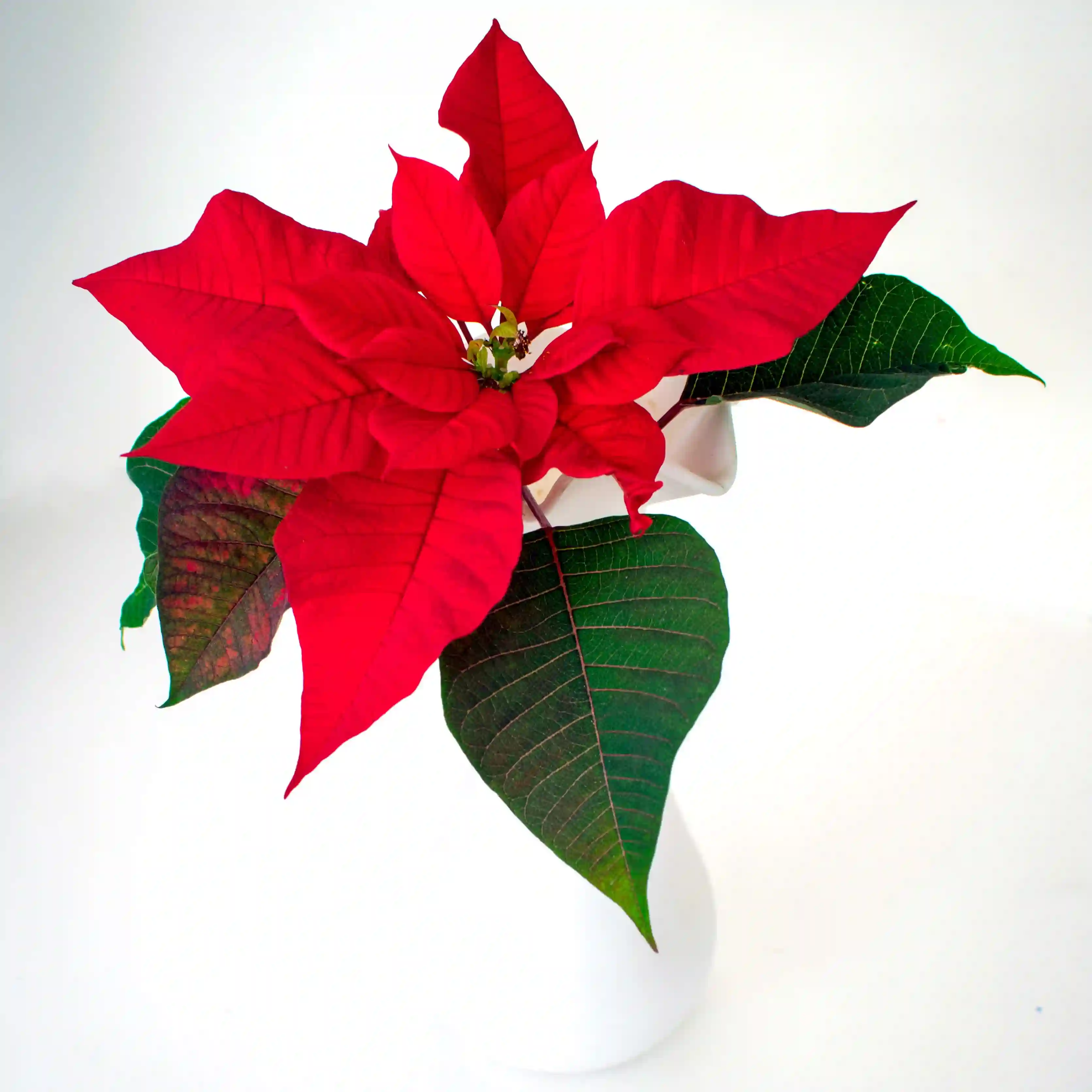 Poinsettian Red